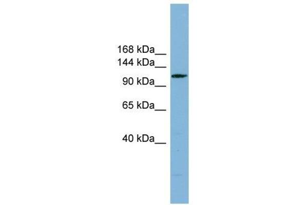 DNAAF2 抗体  (N-Term)