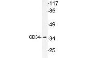 Western blot analysis of CD34 antibody in extracts from HepG2 cells. (CD34 抗体)