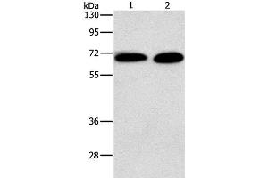 Western Blot analysis of Jurkat and NIH/3T3 cell using PRKCA Polyclonal Antibody at dilution of 1:500 (PKC alpha 抗体)