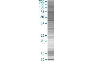 ACTR10 transfected lysate. (ACTR10 293T Cell Transient Overexpression Lysate(Denatured))