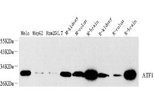 Western Blot analysis of various samples using ATF1 Polyclonal Antibody at dilution of 1:1000. (AFT1 抗体)