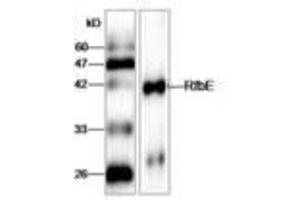 Image no. 1 for anti-E. Coli RfbE (AA 23-338) antibody (ABIN791602) (E. Coli RfbE (AA 23-338) 抗体)