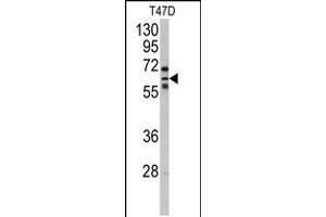 Western blot analysis of anti-CYP2C8 Antibody in T47D cell line lysates (35ug/lane). (CYP2C8 抗体  (N-Term))