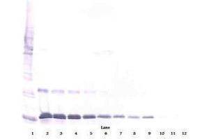 Image no. 2 for anti-Interleukin 16 (IL16) antibody (ABIN465149) (IL16 抗体)