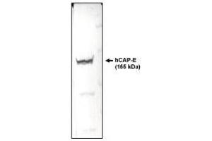 Western blotting using  CAP-E antibody on HeLa cell lysate. (SMC2 抗体  (AA 523-768))