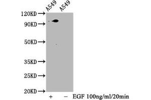 Western Blot Positive WB detected in A549 whole cell lysate(treated with EGF or not) All lanes Phospho-STAT3 antibody at 1. (Recombinant STAT3 抗体  (pSer727))