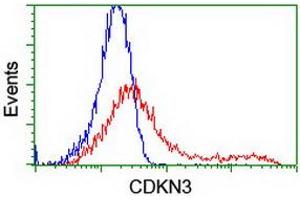 Flow Cytometry (FACS) image for anti-Cyclin-Dependent Kinase Inhibitor 3 (CDKN3) antibody (ABIN1497458) (CDKN3 抗体)