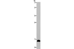 Western Blotting (WB) image for anti-Regenerating Islet Derived Protein 3 gamma (REG3g) antibody (ABIN2430447) (REG3g 抗体)