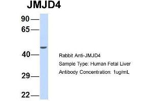 Host:  Rabbit  Target Name:  JMJD4  Sample Type:  Human Fetal Liver  Antibody Dilution:  1. (JMJD4 抗体  (N-Term))