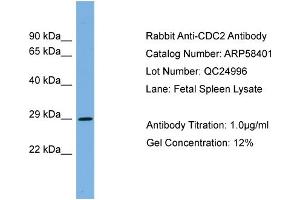 WB Suggested Anti-CDC2  Antibody Titration: 0. (CDK1 抗体  (Middle Region))