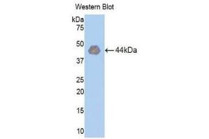 Western Blotting (WB) image for anti-Hexokinase 1 (HK1) (AA 413-540) antibody (ABIN1859172) (Hexokinase 1 抗体  (AA 413-540))