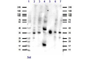 Western Blotting (WB) image for anti-CD274 (PD-L1) antibody (ABIN6655837)