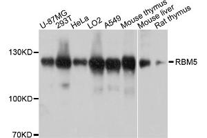 Western blot analysis of extracts of various cell lines, using RBM5 antibody (ABIN4904972) at 1:1000 dilution. (RBM5 抗体)