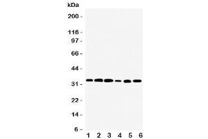 Western blot testing of TAZ antibody and rat samples 1:  skeletal muscle (TAZ 抗体  (Middle Region))