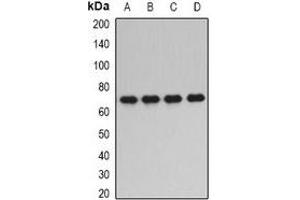 Western blot analysis of PPP2R1A expression in SKOV3 (A), HepG2 (B), mouse brain (C), mouse kidney (D) whole cell lysates. (PPP2R1A 抗体)