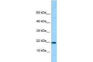 Host: Rabbit Target Name: C15orf53 Sample Type: 293T Whole Cell lysates Antibody Dilution: 1. (C15ORF53 抗体  (C-Term))