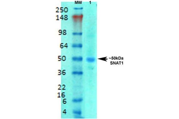 SLC38A1 抗体  (AA 1-63) (Biotin)