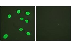 Immunofluorescence analysis of HeLa cells, using Histone H4 (Ab-5) Antibody. (Histone H4 抗体  (AA 1-50))