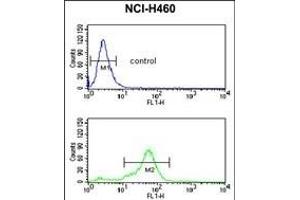 H4 Antibody ( K20 [Me2] ) (ABIN650815 and ABIN2839793) flow cytometric analysis of NCI- cells (bottom histogram) compared to a negative control cell (top histogram). (HIST1H4A 抗体  (2meLys20))