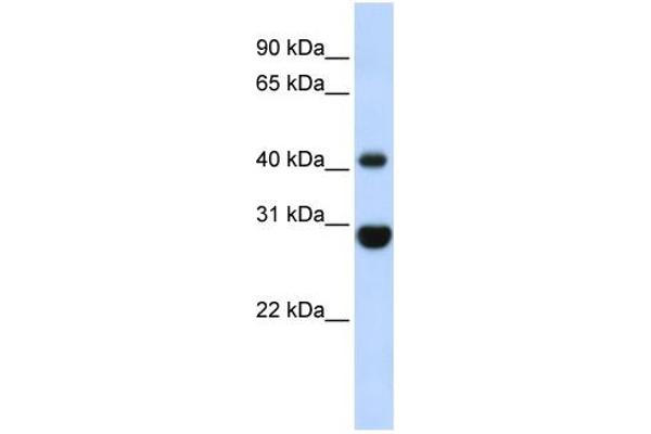 Cnpase 抗体  (Middle Region)