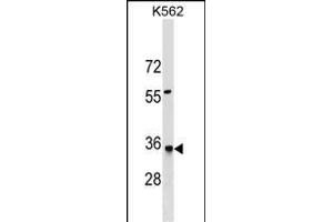 HMGCL Antibody (N-term) (ABIN1539566 and ABIN2849639) western blot analysis in K562 cell line lysates (35 μg/lane). (HMGCL 抗体  (N-Term))