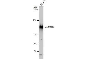 WB Image CD66e antibody detects CD66e protein by western blot analysis. (CEACAM5 抗体)