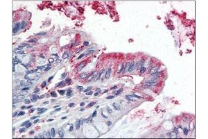 Human Colon (formalin-fixed, paraffin-embedded) stained with GPX3at 5 µg/ml followed by biotinylated anti-goat IgG secondary antibody, alkaline phosphatase-streptavidin and chromogen. (GPX3 抗体  (Internal Region))