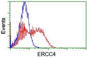 Image no. 2 for anti-Excision Repair Cross-Complementing Rodent Repair Deficiency, Complementation Group 4 (ERCC4) antibody (ABIN1498074) (ERCC4 抗体)