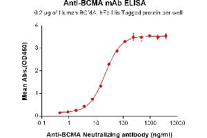 ELISA plate pre-coated by 2 μg/mL (100 μL/well) Human BCMA, hFc-His Tag ABIN6961074, ABIN7042177 and ABIN7042178 can bind Anti-BCMA (Neutralizing antibody clone huC11D5. (Recombinant BCMA (Belantamab Biosimilar) 抗体)