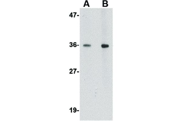 HAPLN2 抗体  (Internal Region)