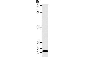 Western Blotting (WB) image for anti-RAB27A, Member RAS Oncogene Family (RAB27A) antibody (ABIN2430690) (RAB27A 抗体)