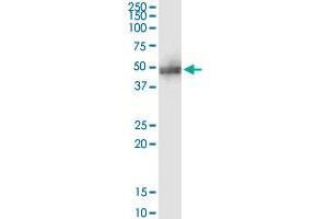 Immunoprecipitation (IP) image for anti-Adhesion Regulating Molecule 1 (Adrm1) (AA 18-407) antibody (ABIN564790)