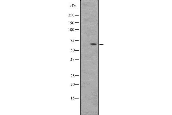 BIN2 抗体  (Internal Region)