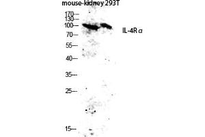 Western blot analysis of Mouse-kidney, 293T lysate using IL-4Rα antibody. (IL4 Receptor 抗体)