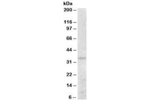 Western blot testing of human kidney lysate with PEX26 antibody at 0. (PEX26 抗体)