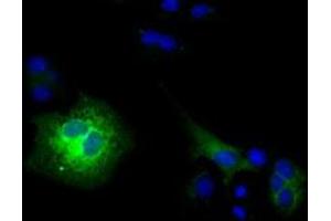 Anti-CD80 mouse monoclonal antibody (ABIN2452897) immunofluorescent staining of COS7 cells transiently transfected by pCMV6-ENTRY CD80 (RC206540). (CD80 抗体)