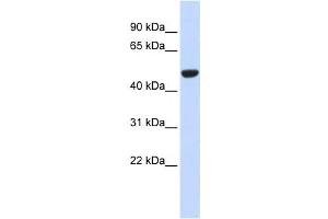 Western Blotting (WB) image for anti-Isocitrate Dehydrogenase 2 (NADP+), Mitochondrial (IDH2) antibody (ABIN2459181) (IDH2 抗体)