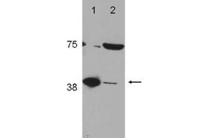 Image no. 1 for anti-Polymerase (DNA Directed), beta (POLB) (C-Term) antibody (ABIN1103699) (POLB 抗体  (C-Term))