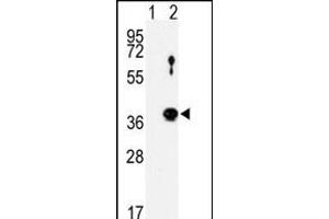 Western blot analysis of NEK6 (arrow) using rabbit polyclonal NEK6 Antibody (N-term) (ABIN1882104 and ABIN2842153). (NEK6 抗体  (N-Term))