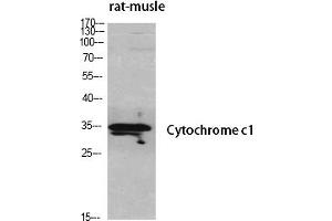 Western Blot analysis of various cells using Cytochrome c1 Polyclonal Antibody diluted at 1:500. (Cytochrome C1 抗体  (AA 110-190))