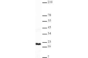 Western Blotting (WB) image for anti-Histone 3 (H3) (H3K4me2) antibody (ABIN577702) (Histone 3 抗体  (H3K4me2))