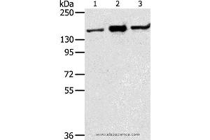 Western blot analysis of Jurkat, K562 and hela cell, using STAG2 Polyclonal Antibody at dilution of 1:350 (STAG2 抗体)