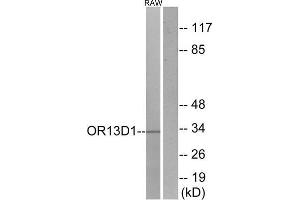 Western Blotting (WB) image for anti-Olfactory Receptor, Family 13, Subfamily D, Member 1 (OR13D1) (C-Term) antibody (ABIN1853189) (OR13D1 抗体  (C-Term))