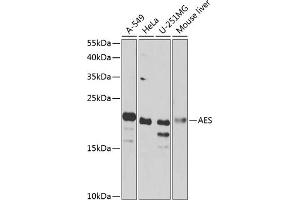 Western blot analysis of extracts of various cell lines, using AES antibody  at 1:1000 dilution. (AES 抗体  (AA 1-264))