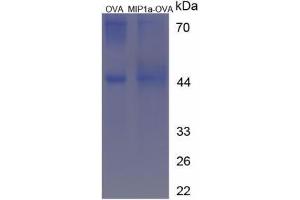 Image no. 3 for Chemokine (C-C Motif) Ligand 3 (CCL3) peptide (Ovalbumin) (ABIN5666268)