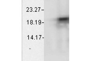Western Blot analysis of Bovine cell lysates showing detection of Alpha B Crystallin protein using Mouse Anti-Alpha B Crystallin Monoclonal Antibody, Clone 1A7. (CRYAB 抗体  (PerCP))