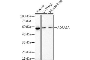 Western blot analysis of extracts of various cell lines, using (ABIN7265506) at 1:1000 dilution. (alpha 1 Adrenergic Receptor 抗体)