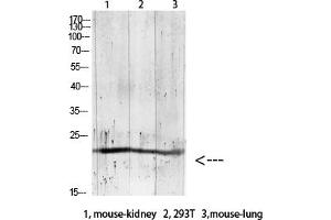 Western blot analysis of RAT-brain lysate, antibody was diluted at 1:1000. (GREM2 抗体  (AA 71-120))