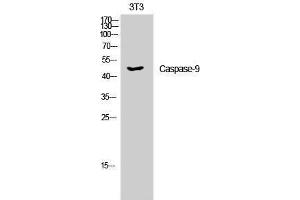 Western Blotting (WB) image for anti-Caspase 9, Apoptosis-Related Cysteine Peptidase (CASP9) (Ser20) antibody (ABIN3183673) (Caspase 9 抗体  (Ser20))