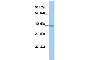 WB Suggested Anti-Klkbl4 Antibody Titration: 0. (PRSS54 抗体  (C-Term))